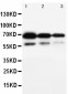 Anti-CD34 Antibody
